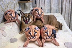 Create meme: Caracal