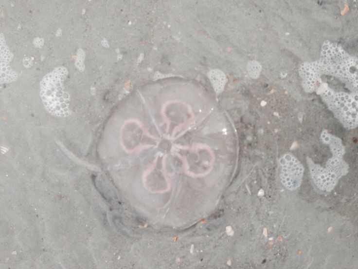 Создать мем: черноморская медуза аурелия, медузы в черном море, медуза розовая