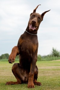 Создать мем: my dog, doberman pinscher, доберман пинчер