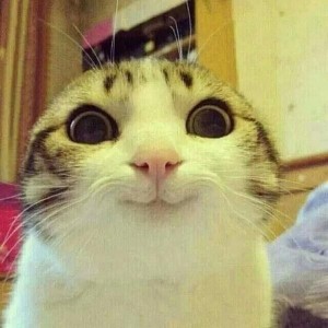 Создать мем: улыбающийся кот из мемов, мем котик, милый котик мем
