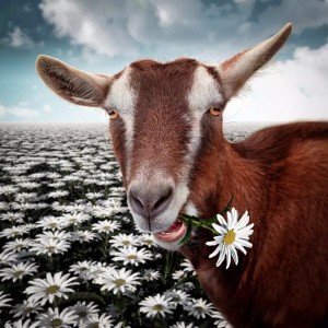 Create meme: goat, happy goat, the muzzle of a goat