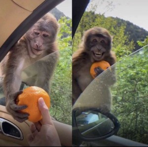 Create meme: meme with a monkey and orange