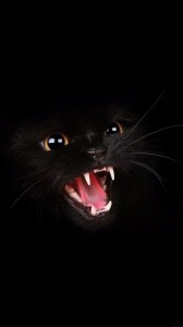 Создать мем: Чёрная кошка, морда черного кота, злой черный кот