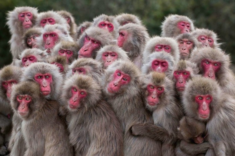 Создать мем: красная обезьяна, толпа обезьян, макака