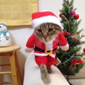 Создать мем: papai noel, рождественский кот, котик санта клаус гиф