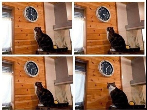 Создать мем: кот смотрит на часы мем, кот и часы мем, пора кот мем