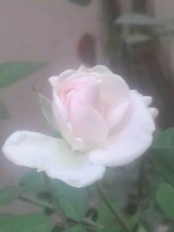 Создать мем: роза aspirin-rose, роза клер, белые розы
