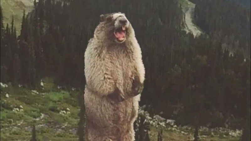 Create meme: a gopher screams in the mountains, The beaver screams, screaming gopher in the mountains