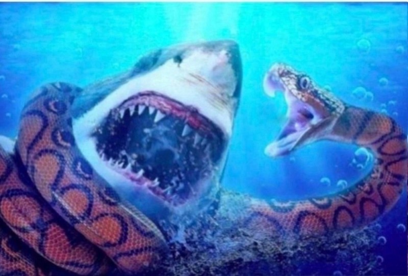 Create meme: Megalodon white shark, megalodon shark, Titanoboa and Megalodon