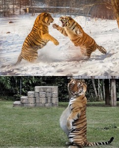 Create meme: the Amur tiger and the squirrel, the tigers fight, the Amur tiger pack