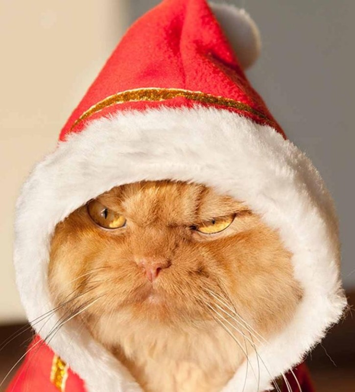 Create meme: Angry Santa cat, angry cat , evil cat