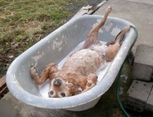 Create meme: bathtub, dog, laughter to tears
