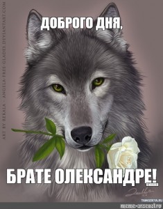 Create meme: wolf, images for ava wolves beautiful, avatars of wolves