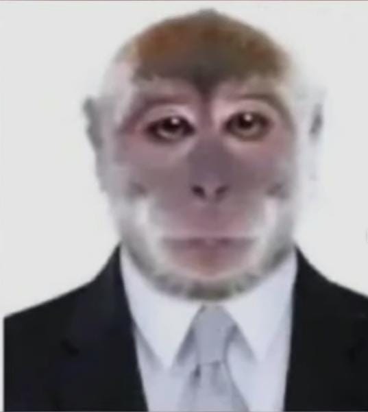 Создать мем: мем обезьяна, фотография обезьяны, обезьяна человек