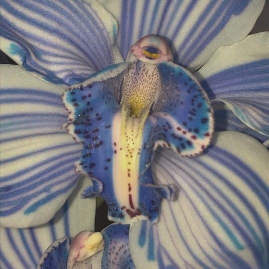 Создать мем: синяя орхидея макро, синяя орхидея, орхидеи
