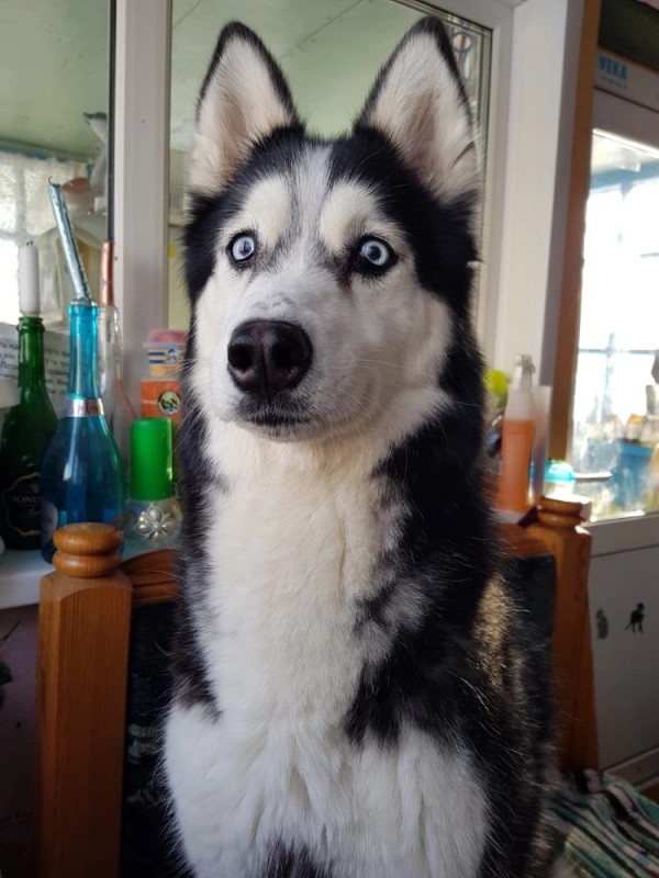 Создать мем: сибирский хаски, собака сибирская хаски, порода сибирский хаски