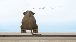 Create meme: hurt the elephant, elephant funny picture, sad elephant