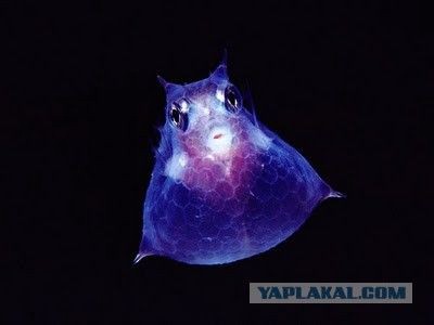 Create meme: animals of the Mariana Trench, deep-sea animals, transparent animals