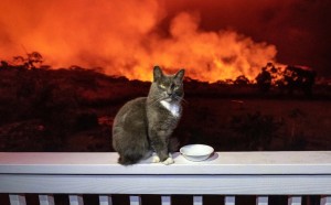 Create meme: Hawaiian cat photo, hungry cats, cat