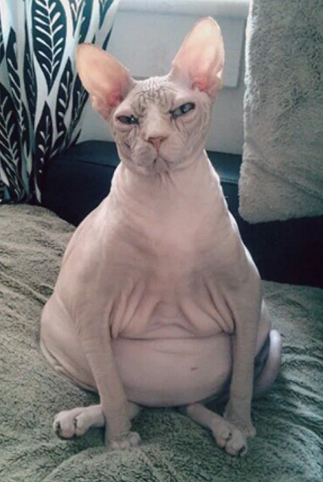 Создать мем: донской сфинкс жирный, сфинкс кот, толстый кот сфинкс