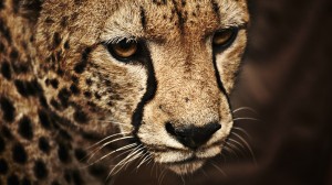 Create meme: Cheetah, Cheetah face