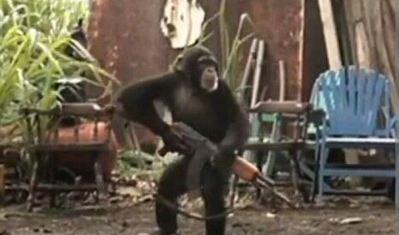 Create meme: monkey with a kalash, a monkey with a machine gun