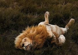 Create meme: sleeping lion and lioness, lion, Leo
