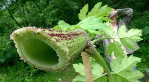 Create meme: cow parsnip Sosnowski, the plant is Hogweed, Hogweed