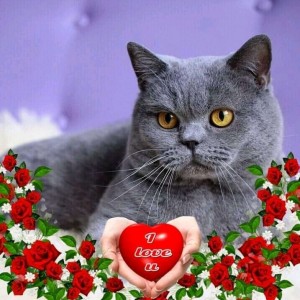 Создать мем: кот британец и цветы, кошка британская, британский короткошерстный кот серый
