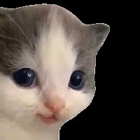 Create meme: cats sad, cat , cute kitten meme