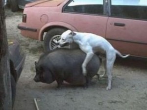 Создать мем: dog and pig mating, funny dog, собака и кабан фотоприколы