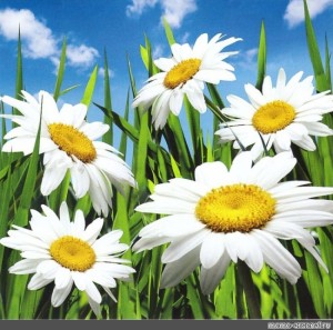 Create meme: Daisy , beautiful daisies, the nature of chamomile