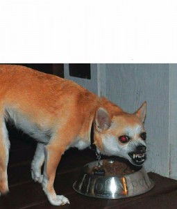 Create meme: Chihuahua, drunk dog, Chihuahua dog