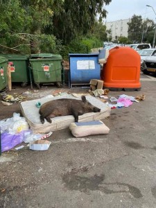 Create meme: wild boar in the trash, pig in the trash, wild boar in the trash