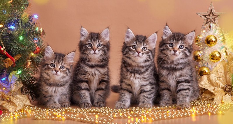 Create meme: maine coon breed, siberian kittens, the Maine Coon cat