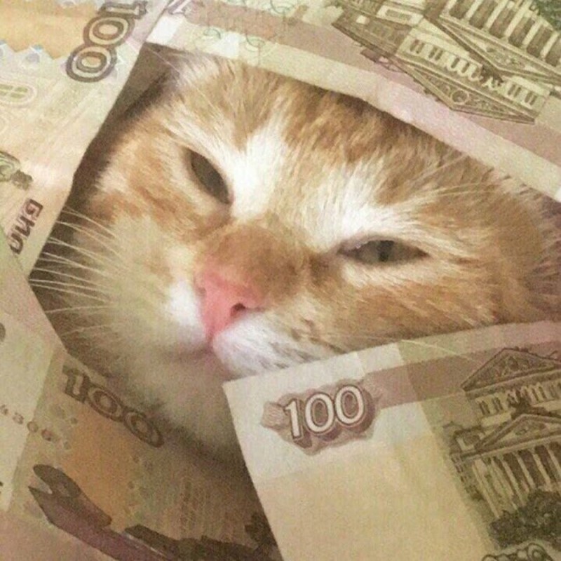 Create meme: cat money, cash cat, money cat repost
