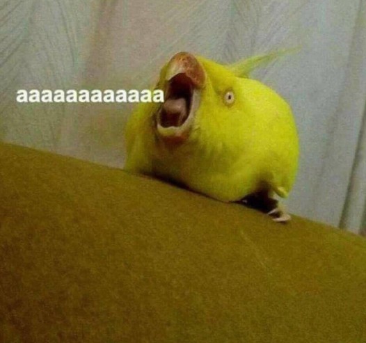 Создать мем: попугай корелла, орущая птица мем, желтый попугай