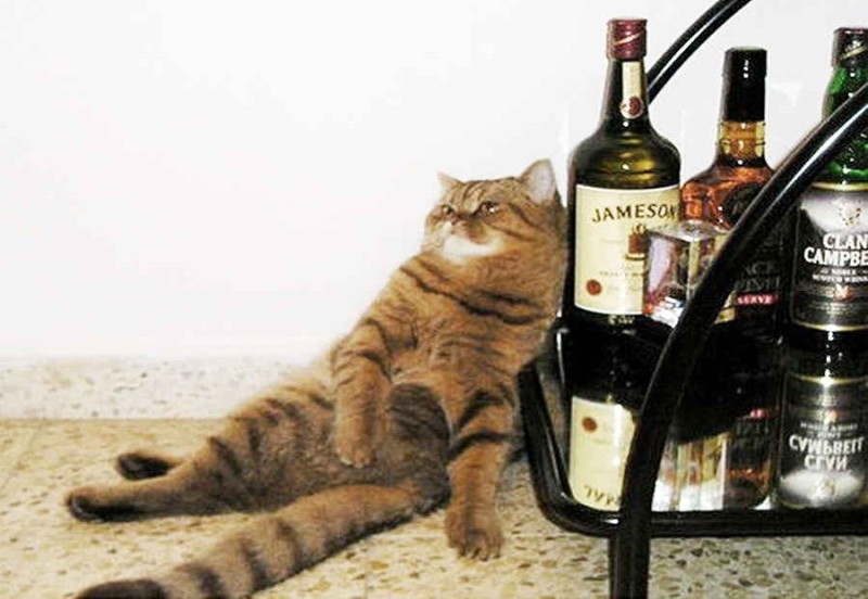 Create meme: drunk cat , drunk cat, cat with cognac
