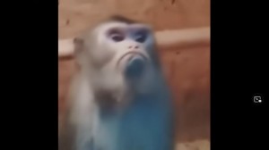 Create meme: monkeys, the offended monkey