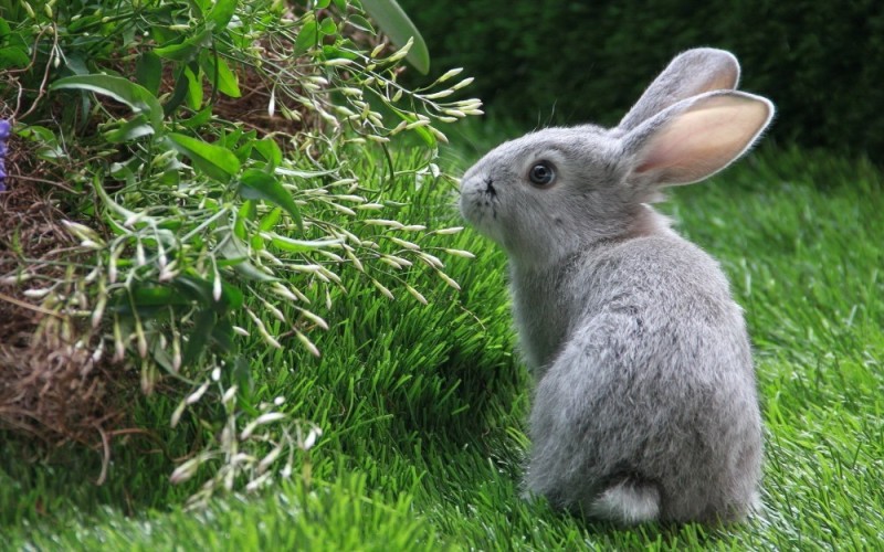 Create meme: rabbit , the grey hare, grey rabbit