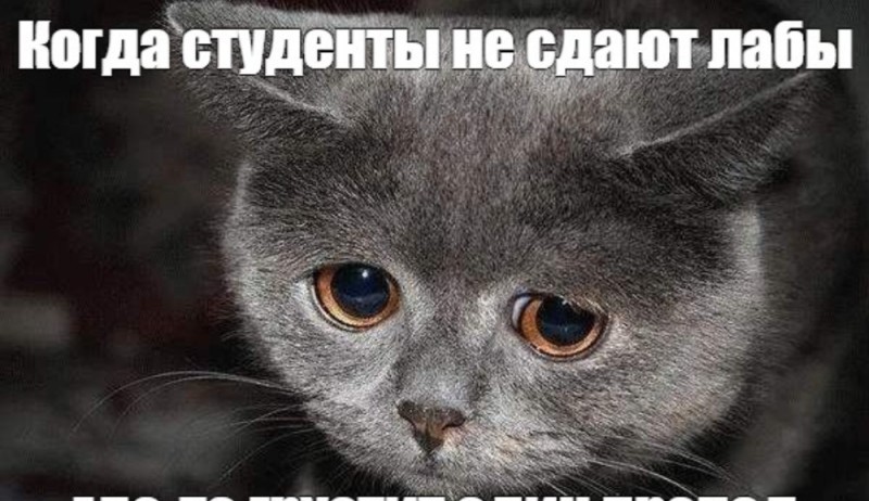 Create meme: cats sad, sad cat , meme sad cat 