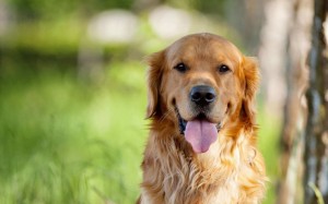 Create meme: breed Golden Retriever, dog Retriever, dog Golden Retriever