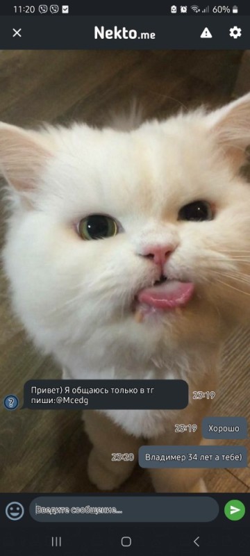 Create meme: mlem cat, cute cats funny, cute cats 