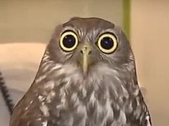 Create meme: Surprised Owl 