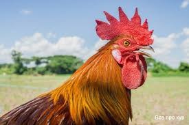 Create meme: Cockerel, Momo cock petushara, the cock bird