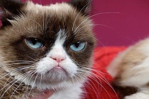 Create meme: cat, the most famous cat, Grumpy Cat