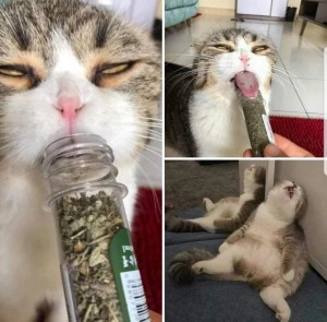 Create meme: cats, cats funny, cat addict
