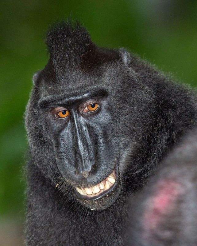 Create meme: The macaque is black, black monkey , crested baboon