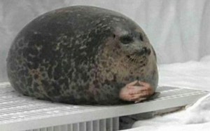 Создать мем: каменный тюлень, пьяный тюлень, ленивый тюлень