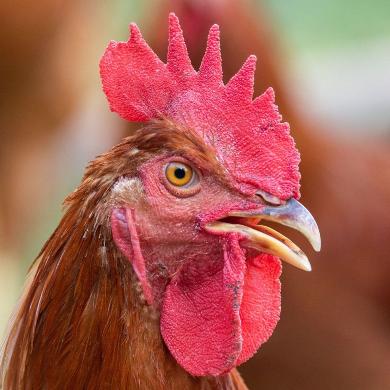 Create meme: photo of cock, rooster , rooster bird